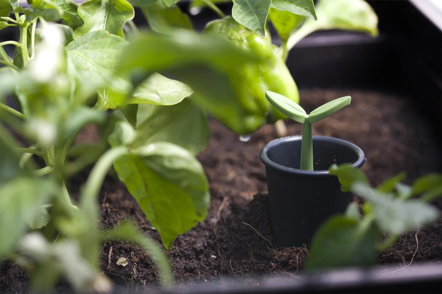 Keter Urban Bloomer Resin Garden Bed 5 Keter Urban Bloomer Resin Garden Bed - Image 3